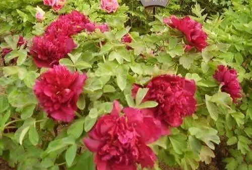 牡丹花怎么养更简单,盆养牡丹的养殖方法