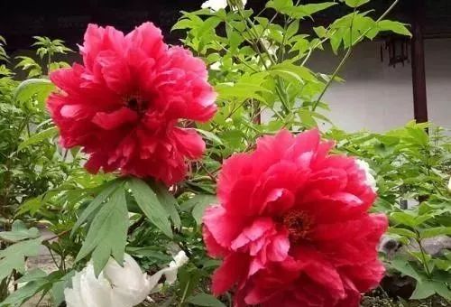 牡丹花怎么养更简单,盆养牡丹的养殖方法