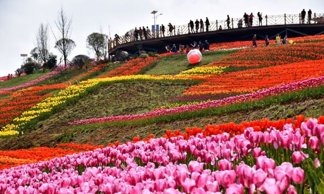 贵阳适合春季游玩赏花的好去处,贵阳春天最美的地方在哪里