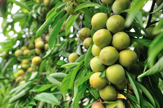 统景温泉除了泡温泉还可以干嘛,统景温泉游玩