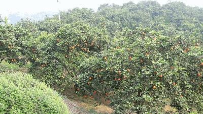 统景温泉除了泡温泉还可以干嘛,统景温泉游玩