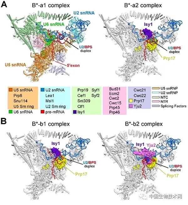 施一公解析rna剪接体,施一公课题组