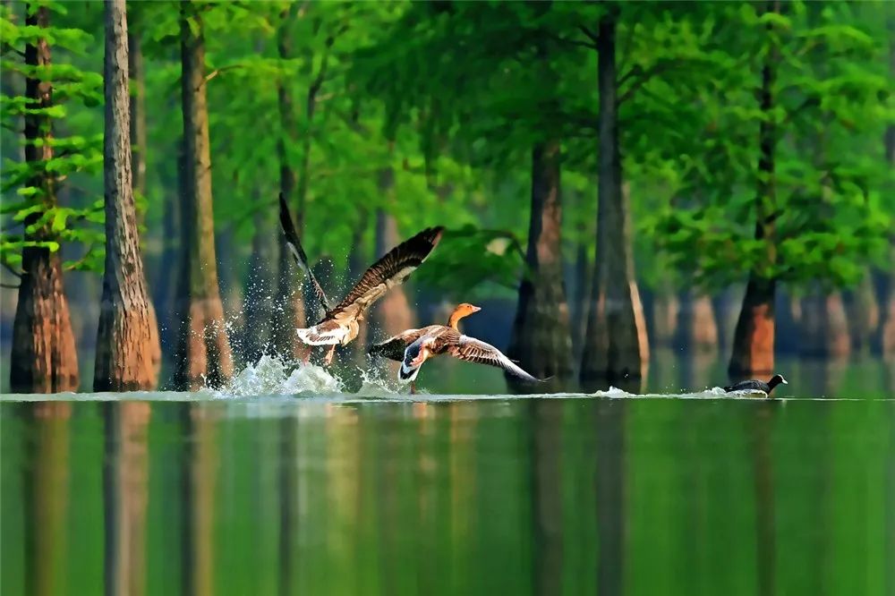 南京是什么气候类型,南京所有颜色