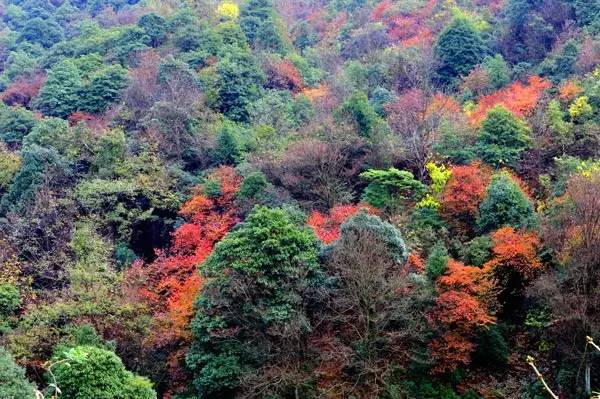 普定发生的事最新消息,普定最新消息