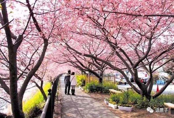 万花丛中，拍照选哪枝？话匣妹手把手教你过春天