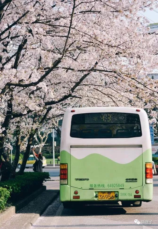 万花丛中，拍照选哪枝？话匣妹手把手教你过春天