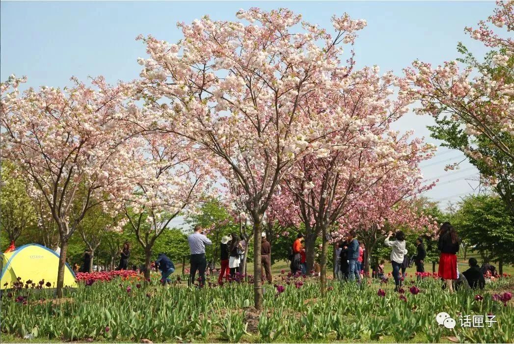 万花丛中，拍照选哪枝？话匣妹手把手教你过春天