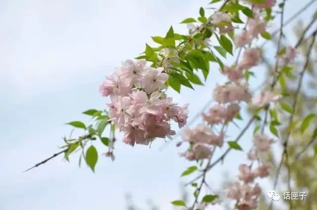 万花丛中，拍照选哪枝？话匣妹手把手教你过春天