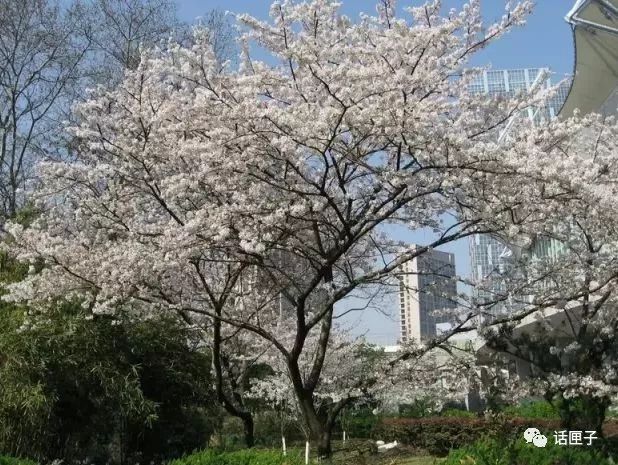万花丛中，拍照选哪枝？话匣妹手把手教你过春天