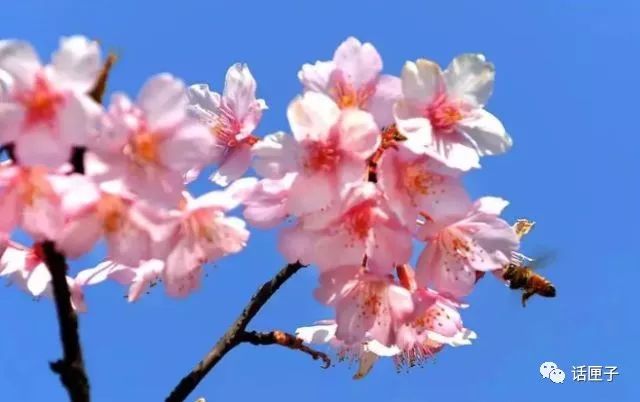 万花丛中，拍照选哪枝？话匣妹手把手教你过春天