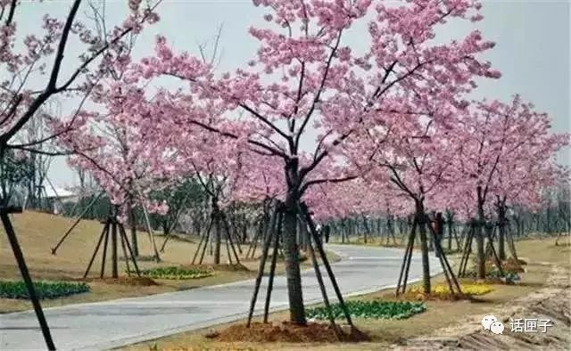 万花丛中，拍照选哪枝？话匣妹手把手教你过春天