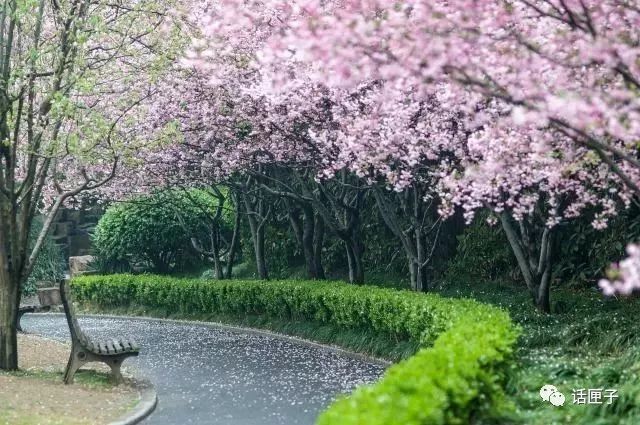 万花丛中，拍照选哪枝？话匣妹手把手教你过春天