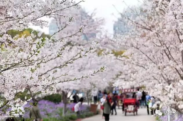 万花丛中，拍照选哪枝？话匣妹手把手教你过春天
