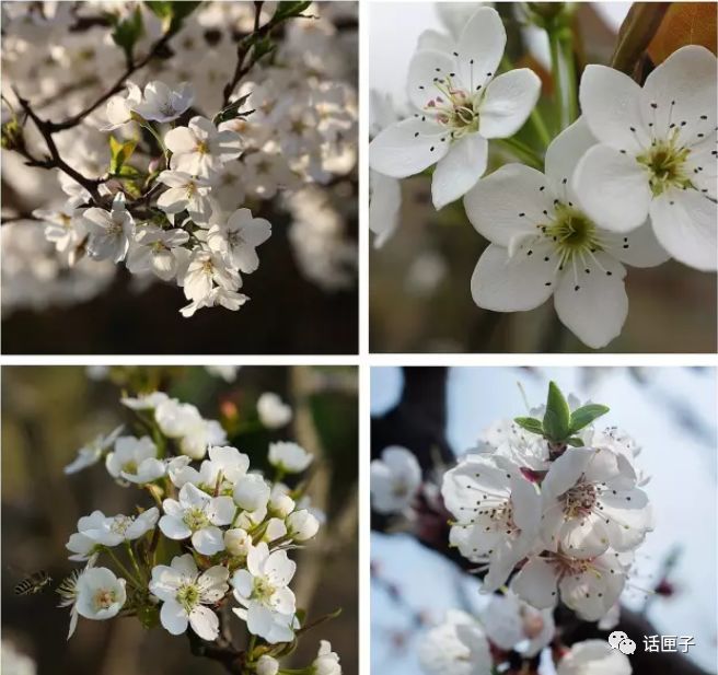 万花丛中，拍照选哪枝？话匣妹手把手教你过春天