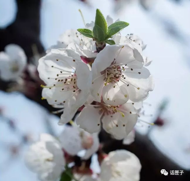 万花丛中，拍照选哪枝？话匣妹手把手教你过春天