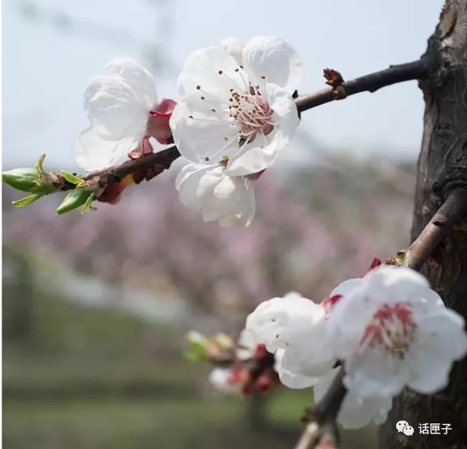 万花丛中，拍照选哪枝？话匣妹手把手教你过春天