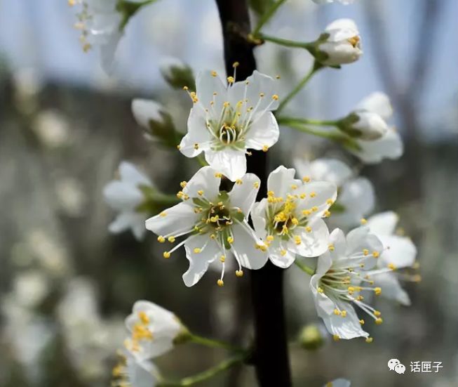万花丛中，拍照选哪枝？话匣妹手把手教你过春天