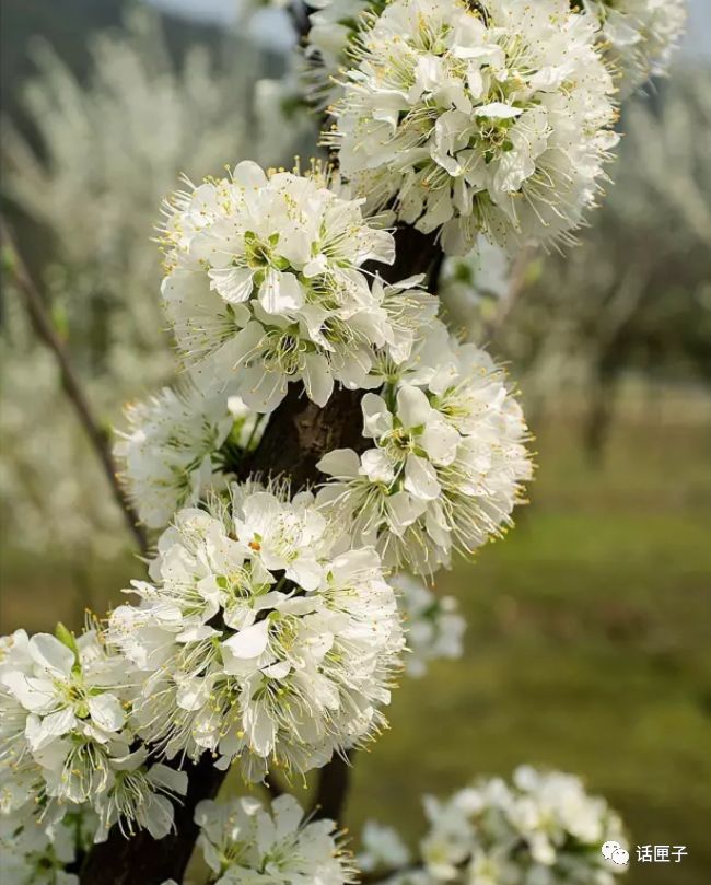 万花丛中，拍照选哪枝？话匣妹手把手教你过春天