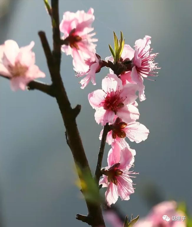 万花丛中，拍照选哪枝？话匣妹手把手教你过春天