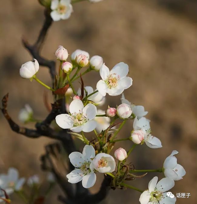万花丛中，拍照选哪枝？话匣妹手把手教你过春天