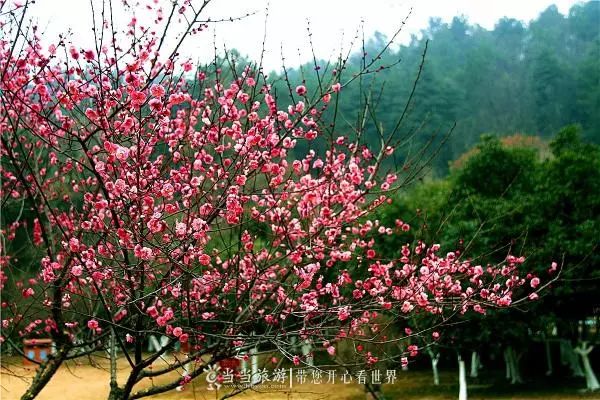 十堰春游必去十大景点图片,春游去哪玩十堰