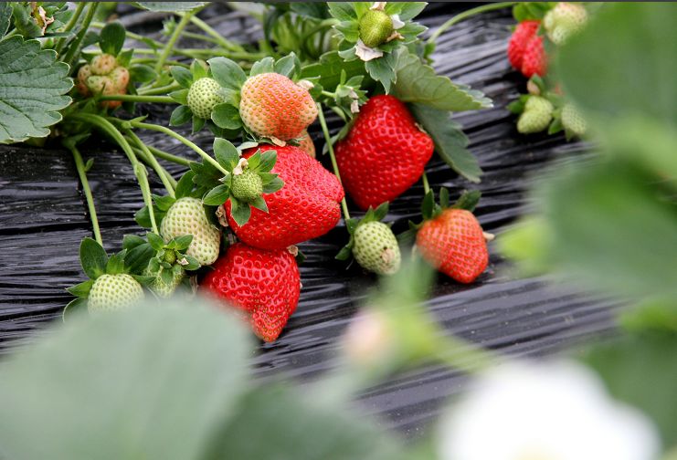 十堰春游必去十大景点图片,春游去哪玩十堰