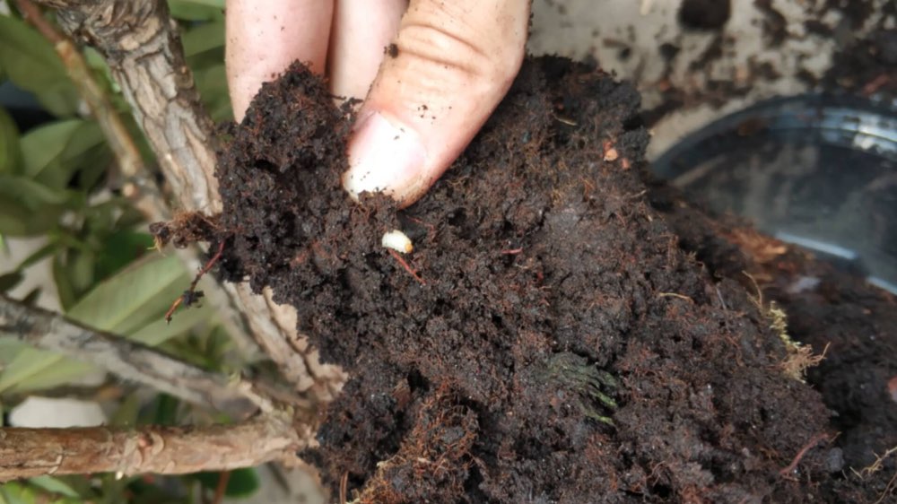 潍坊查获进口花卉盆栽,内含国际一类害虫,国内无天敌