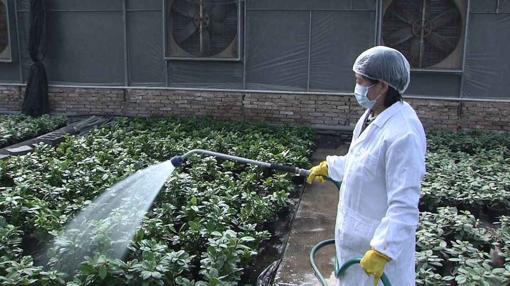 潍坊查获进口花卉盆栽,内含国际一类害虫,国内无天敌