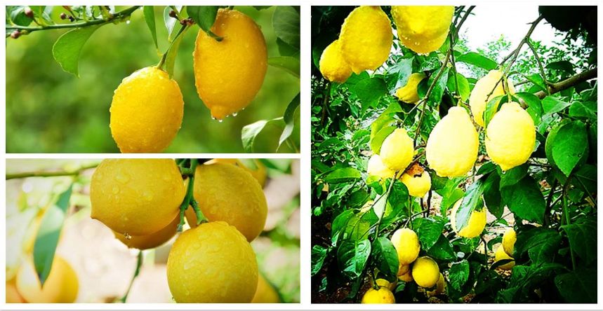 【方志四川•地理标志产品】安岳柠檬