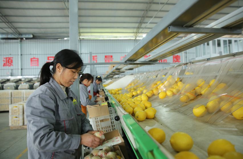 【方志四川•地理标志产品】安岳柠檬