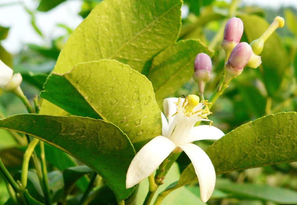 【方志四川•地理标志产品】安岳柠檬