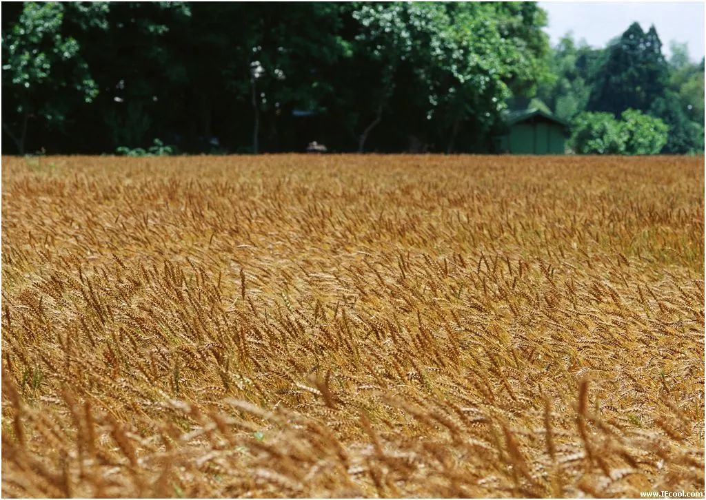 河套小麦知识,河套小麦为啥好