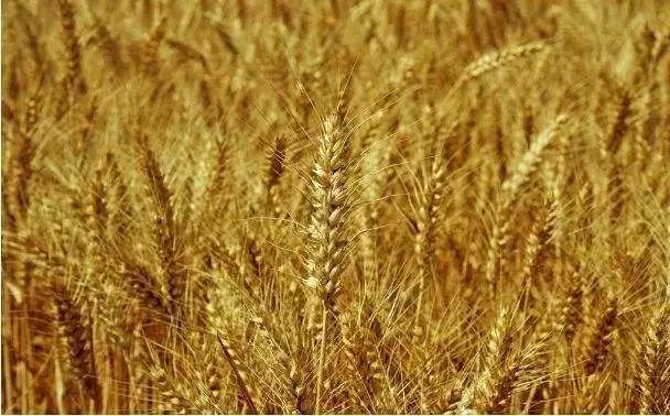 河套小麦知识,河套小麦为啥好