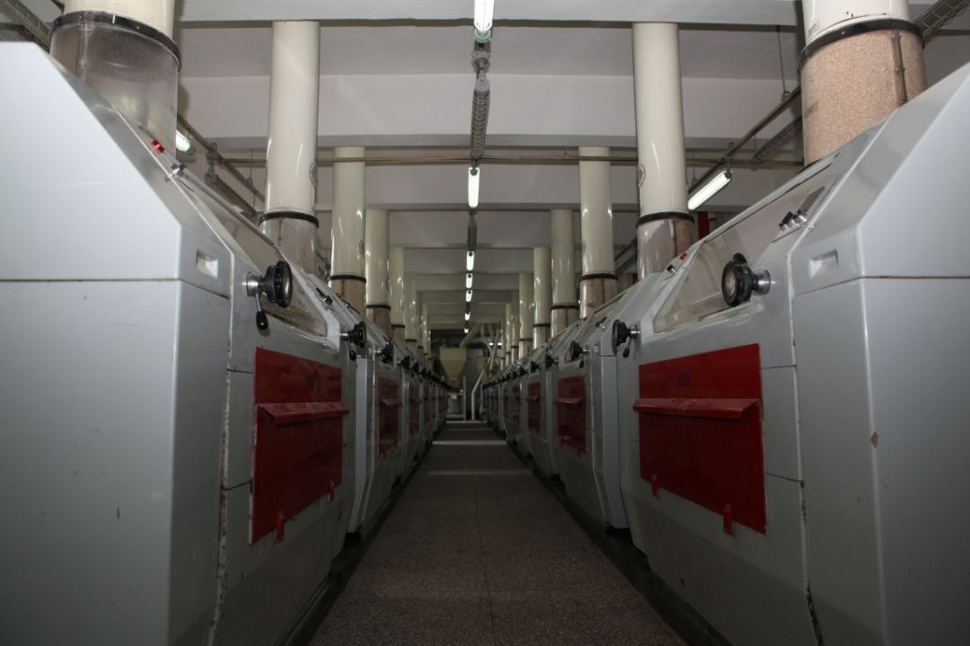 河套小麦知识,河套小麦为啥好