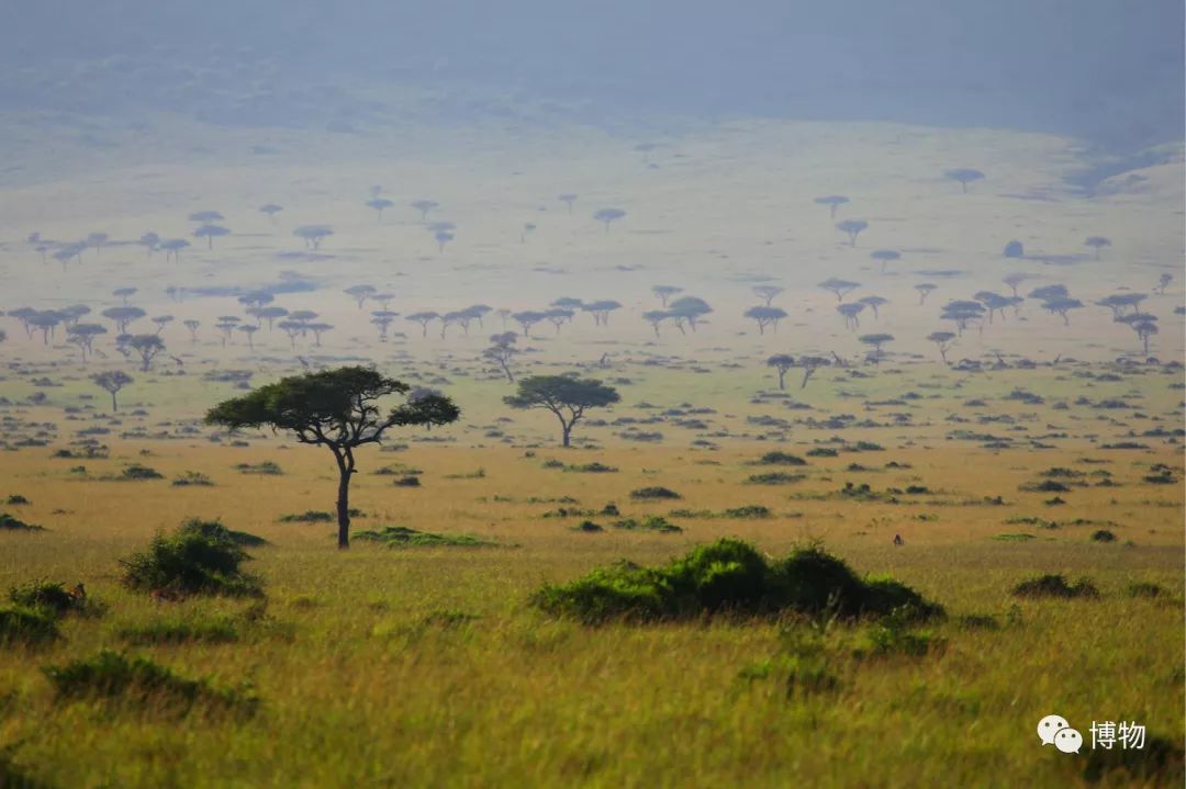 肯尼亚博物学之旅,博物肯尼亚