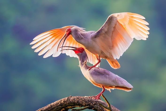 为什么美国国鸟是白头鹰,美国的国鸟和日本的国家鸟谁厉害