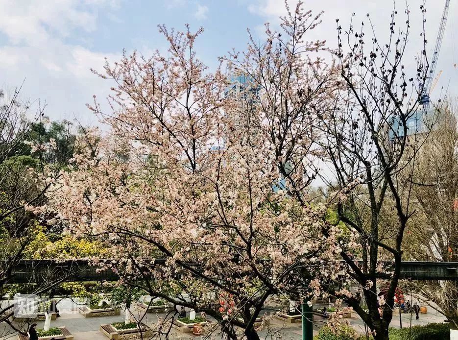 贵阳适合春季游玩赏花的好去处,贵阳春天最美的地方在哪里