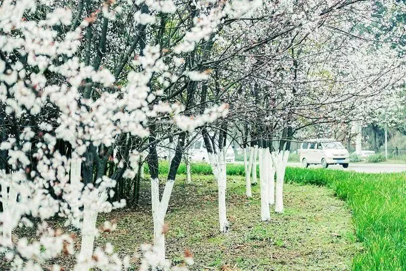 贵阳适合春季游玩赏花的好去处,贵阳春天最美的地方在哪里