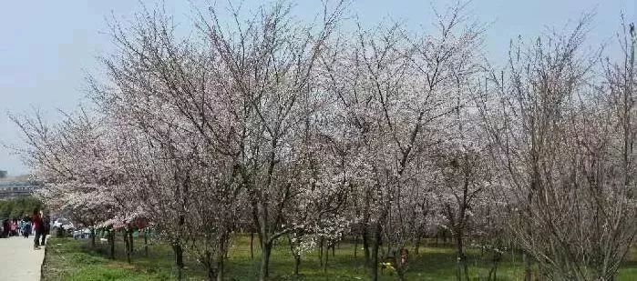 贵阳适合春季游玩赏花的好去处,贵阳春天最美的地方在哪里
