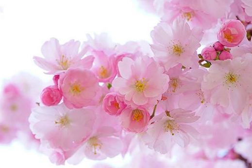 贵阳适合春季游玩赏花的好去处,贵阳春天最美的地方在哪里