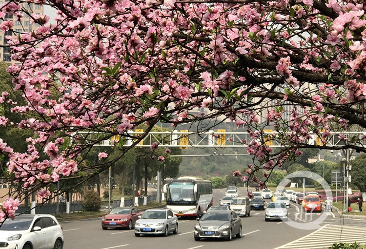 狗狗爱上足球每天“踢”两小时丨百万年薪揽才绍兴还有大招