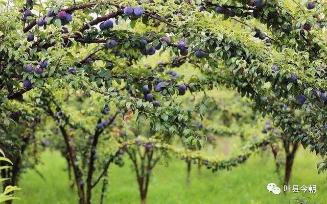 【追忆刘随伸】“他答应俺妈的事儿，一件都没做”