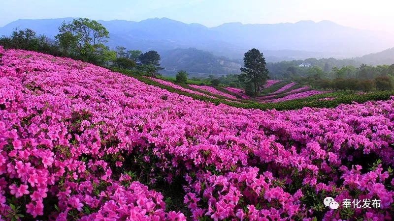 一字千金,一字千金全部视频