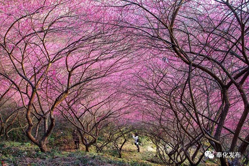 一字千金,一字千金全部视频