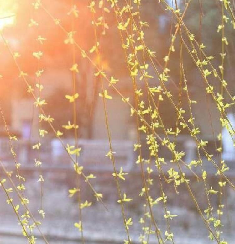 脑震荡失眠会影响恢复吗,脑鸣失眠抑郁吃什么中成药