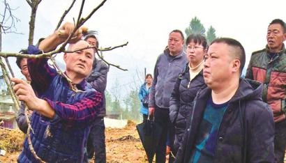 核桃树春管咋个搞专家进村教你