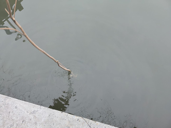 致命“直播”:一场“网红”梦的陨灭