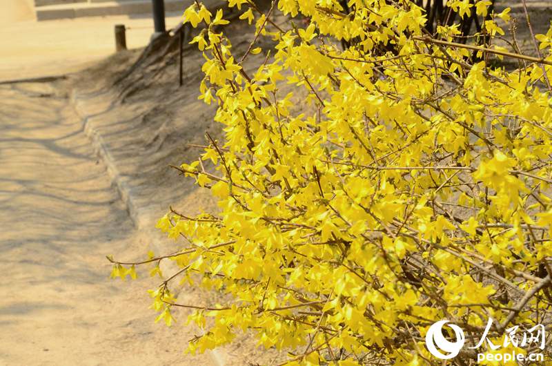 每一朵花开都是春天的诗句,当花遇上诗词每一朵花开都是春天