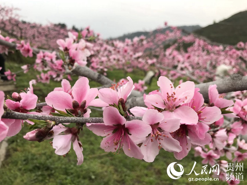 每一朵花开都是春天的诗句,当花遇上诗词每一朵花开都是春天