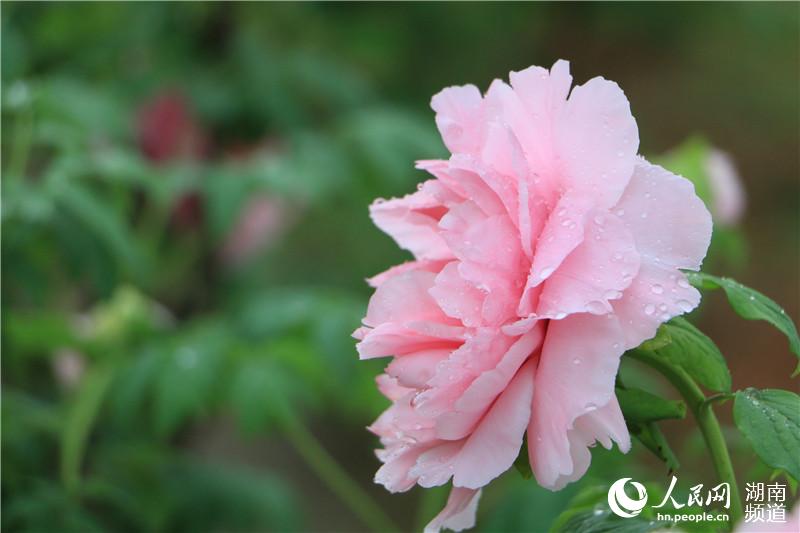 每一朵花开都是春天的诗句,当花遇上诗词每一朵花开都是春天